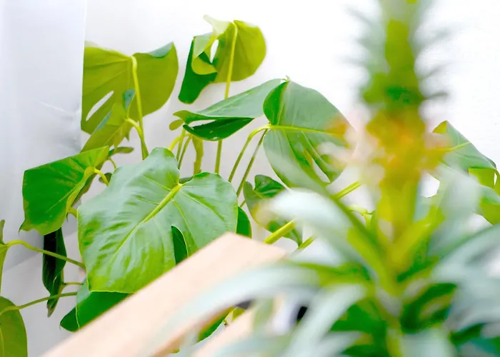 Apartment Nalua Maison - Casa Al Mare Montesilvano